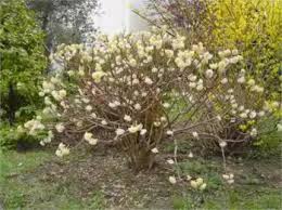 Se stai cercando un fioraio online specializzato nella vendita di fiori e piante con consegna a domicilio, non esitare a consultare il catalogo di spedirefiori.it, la più grande organizzazione di fioristi a livello nazionale ed internazionale, da decenni leader nel settore, in grado di consegnare fiori e piante a domicilio in italia e nel mondo. Edgeworthia Chrysantha Fiori Bianchi Profumati Verdeblog