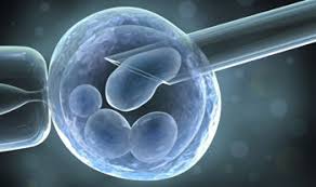 cinsiyet belirleme yontemleri ve teoriler tup bebegim kibris tup bebek merkezi ivf hastane