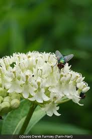 Image result for Asclepias schumanniana