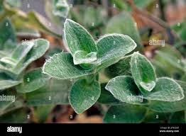 Image result for Mayacaceae