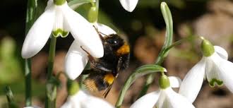 Exercise variety in the flowers' shapes and length tubes. Finding Bees In Bad Weather Bumblebee Conservation Trust