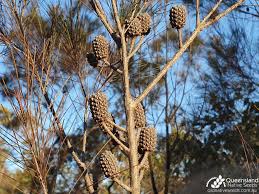 Image result for Casuarina littoralis