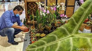 Berikut beberapa bunga yang indah dan sering dijadikan sebagai tanaman hias di rumah. Berbagai Jenis Tanaman Hias Cantik Dipamerkan Di Tsm Cibubur