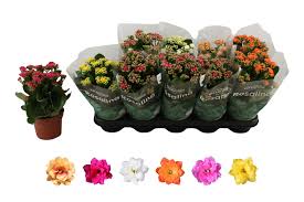 Image result for Kalanchoe rosalina