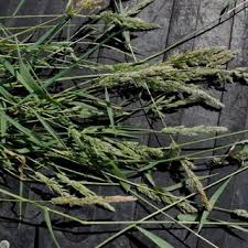 Image result for Coelorachis