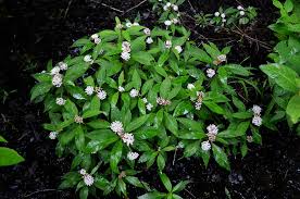 Image result for Asclepias albens