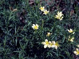 Image result for Menodora heterophylla