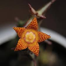 Image result for Orbea schweinfurthii