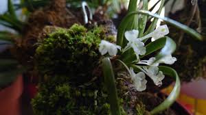 Image result for Podangis dactyloceras