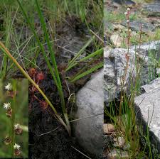 Image result for Juncaginaceae