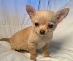 Chihuahua Puppy Chihuahua Puppies Cute Dogs Baby Dogs