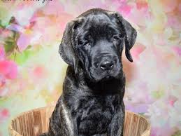 We invite you to get in touch with us today. English Mastiff Puppies Petland Fort Myers Florida