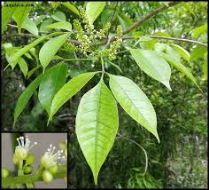 Image result for Allophylus rubifolius