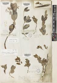 Image result for Secamone alpini