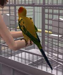 Find answers to the most commonly asked questions about birds and parrots, including questions about bird cages, health problems and safety. Mod The Sims Sun Conure New Pet Bird Species