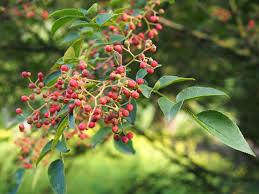 Image result for Zanthoxylum