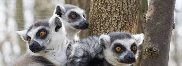 You've probably heard of some of them: Rainforest Animals