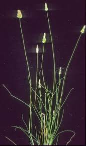 Image result for Enneapogon scoparius