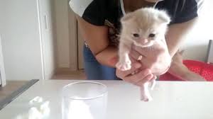 Yavru Kedi Goz Temizligi Evde Kedi Bakimi Youtube