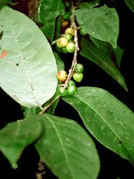 Image result for Margaritaria