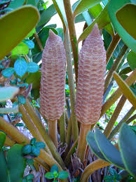 Image result for Fuirena zambesiaca