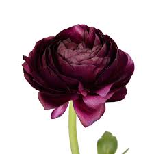 Burgundy Ranunculus Flowers Types Of Flowers Ranunculus
