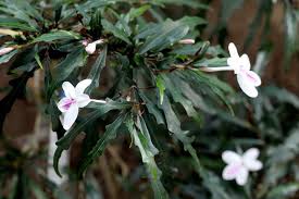 Image result for Pseuderanthemum