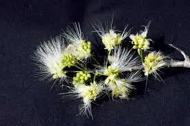 Image result for Albizia anthelmintica