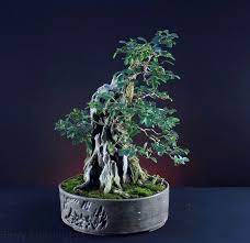 Plants are grown out in large training pots or in the ground to attain the trunk size and character desired before they ever come near a bonsai pot. Large Bonsai With Thick Trunks Are Nearly Always Developed In The Ground Bonsai Bark