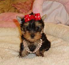 We have been raising beautiful and healthy yorkie, maltese, and morkie puppies for over 28 years in colorado. Teacup Yorkie Puppy For Sale In Colorado Teacup Yorkie Puppy Yorkie Puppy Yorkie Puppy For Sale