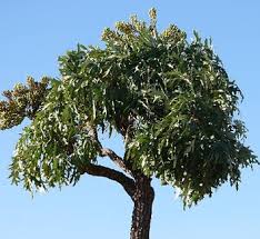 Image result for Cussonia corbisieri