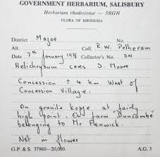 Image result for Helichrysum mechowianum