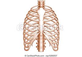 Anatomical illustration, images of the human body, pepin press. Rib Human Body Rib Cage Canstock