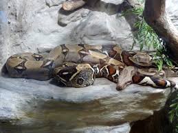 Boa Constrictor Wikipedia