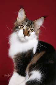 Available means that a kitten is available and that he is you can reserve and buy him. Maine Coon Breeders