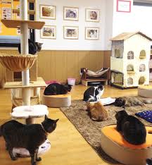 Black cat coffee is a family owned, specialty coffee roasting house,situated just outside toowoomba, queensland, australia. Kitty Wonderland In Kyoto Don T Stare At The Ceiling