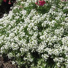 Image result for Allophylus whitei