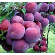 Image result for prunus domestica renkloda althana