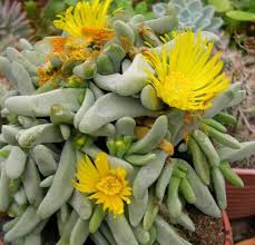 Global store allows you to easily discover wide selection of products shipped and sold from amazon us and uk without leaving amazon.ae (learn more). Stofublom Glottiphyllum Mergjad Mynd Einkenni Og Lysing Raektun Og Vaxandi