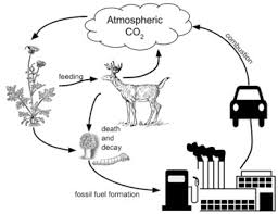 Carbon cycle carbon cycle including roles of photosynthesis and respiration. Analyzing Graphics The Carbon Cycle Worksheet Answer Key Ferisgraphics