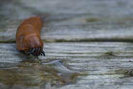 El tipo era asqueroso en todo el sentido de la palabra. Mordarsnigel Spanish Slug Free Photo On Pixabay