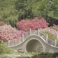 Image result for Gladiolus microspicatus