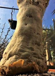 Image result for Cyphostemma congestum