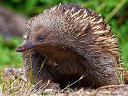 Image result for Oedina congdoniana