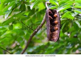 Image result for Afzelia