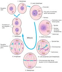 Interphase and the mitotic (m) phase. Interphase Mitosis Image License Carlson Stock Art