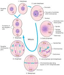 The cell cycle consists of interphase and the mitotic the first stage of interphase is called the g 1 phase (first gap) because, from a microscopic aspect. Interphase Mitosis Carlson Stock Art