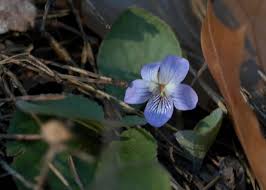 Image result for Landolphia villosa