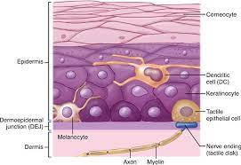 Dendritic epidermal t cell (detc), dermal dendritic cell (dermal dc), innate lymphoid cell (ilc), plasmacytoid dendritic cell (pdc). Skin And Its Appendages Basicmedical Key
