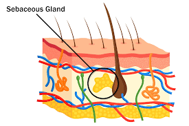 Image result for Sebaceous Gland